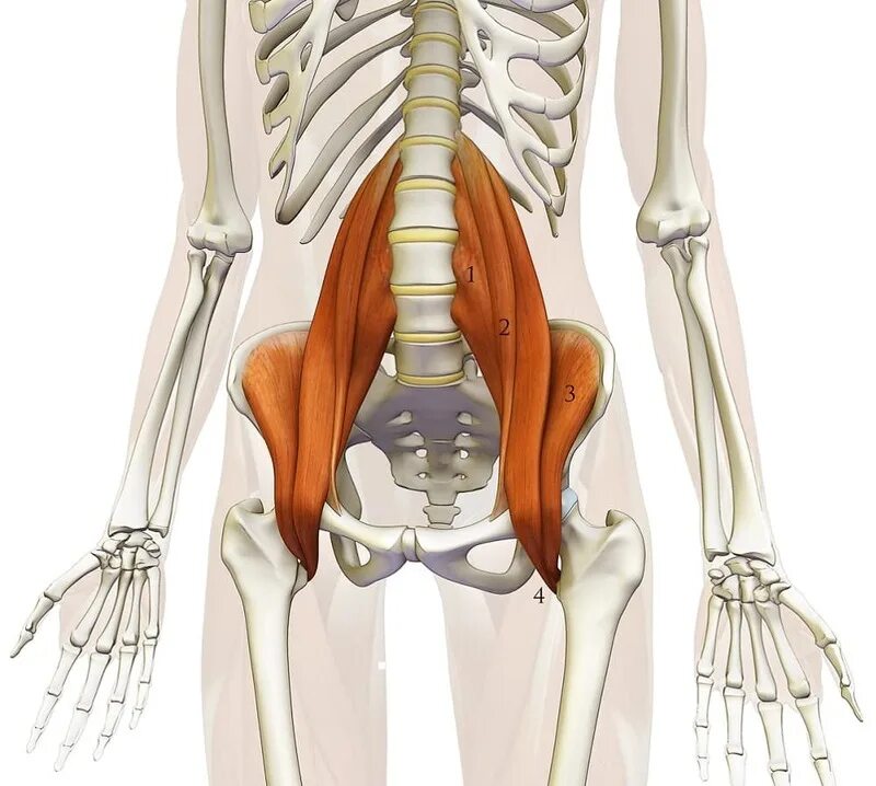 Сильная боль в подвздошной. PSOAS Major мышца. Подвздошно-поясничная мышца. M.PSOAS поясничная мышца. Илиопсоас подвздошно поясничная мышца.