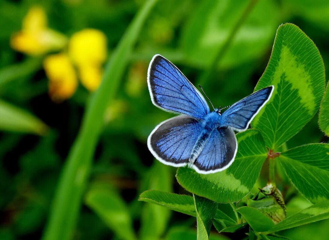 Бабочки голубянки чудесной. Бабочка голубянка. Голубянка Пигмей. Бабочки голубянки. Бабочка голубянка Давида.
