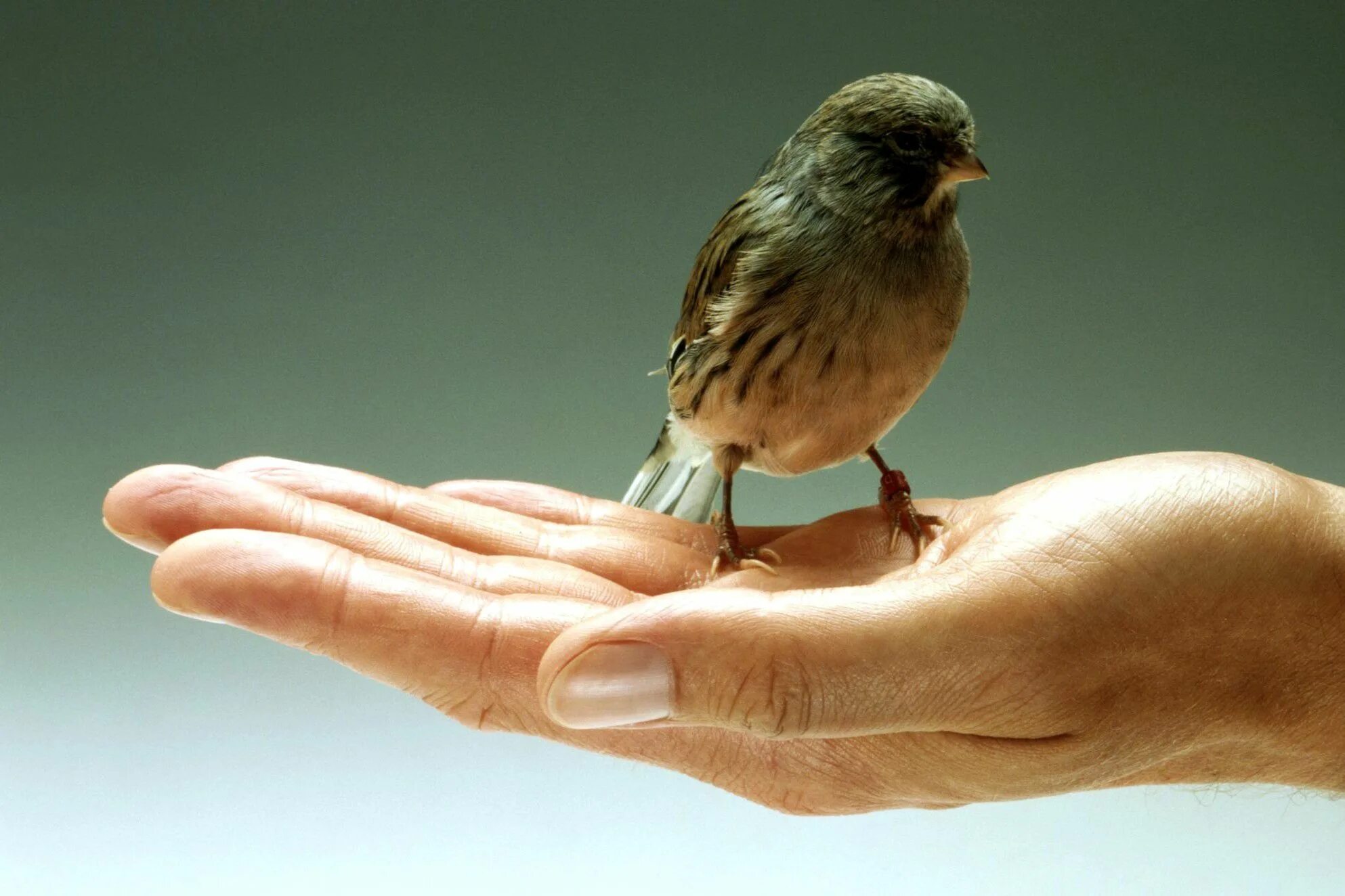 Птица на руке. Птица на ладони. Птица ру. Птица на пальце.