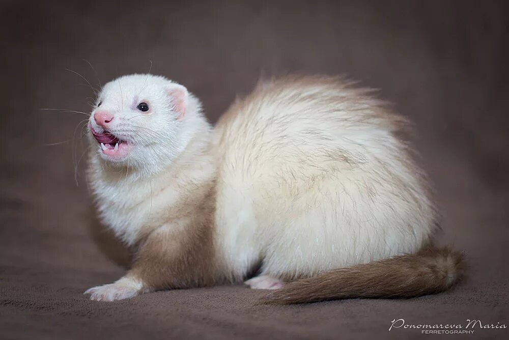 белый хорек смешной. белый хорек 4. белый хорек 4. белый хорек 4. хорек альбинос.