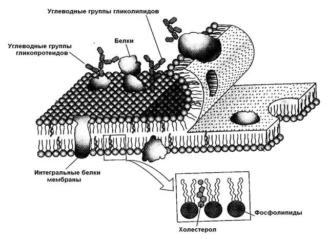 Модель строения клеточной структуры. Модель строения клеточной структуры