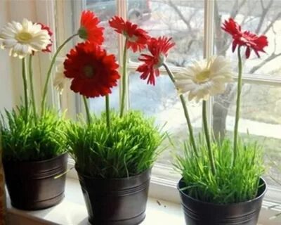 Какие цветы можно выращивать
