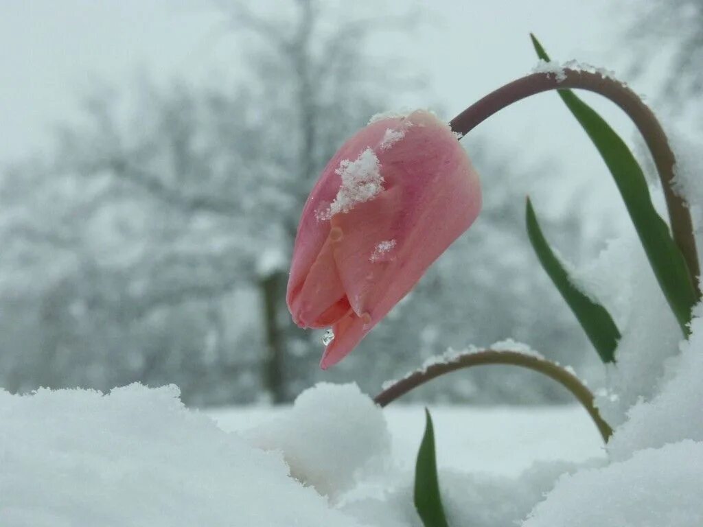 Конец февраля доброе утро картинки красивые. Цветы в снегу. Цветы из под снега. Цветы под снегом.