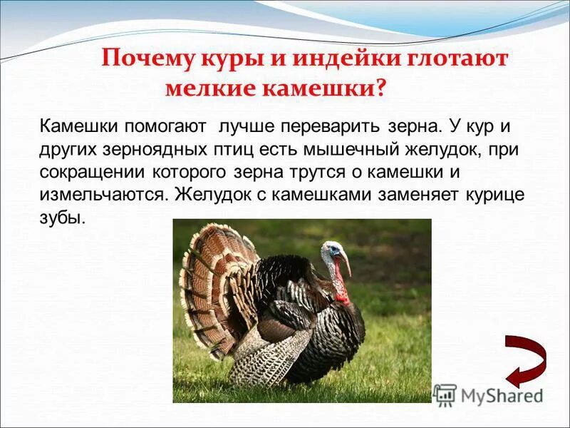 Бройлер кобб 500 2х недельный. Курица клюет яйца. Чем можно кормить кур. Куры в жилетках. Курица ест цыплят.