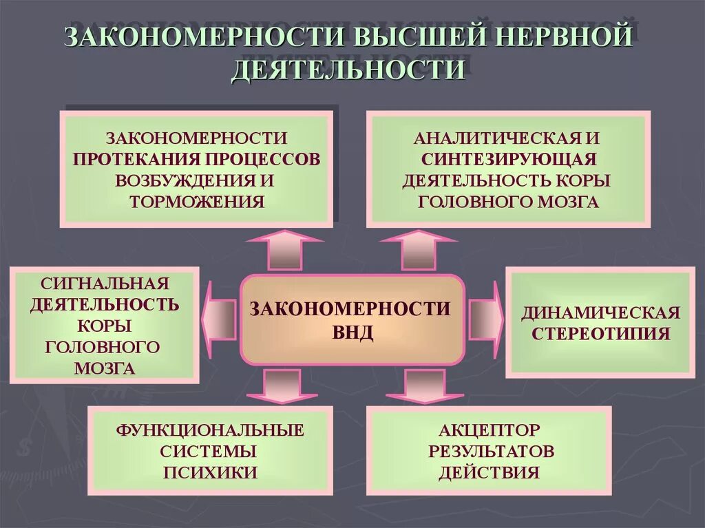 Функционирование организации закономерности. Структура высшей нервной деятельности человека кратко. Закономерности высшей нервной деятельности. Основные закономерности развития высшей нервной деятельности.. Основа высшей нервной деятельности человека.