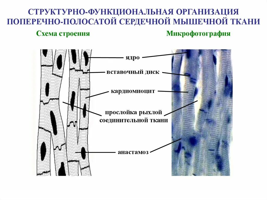 Сердечная мышечная ткань рисунок. Поперечно сердечная мышечная ткань строение. Строение поперечно полосатой сердечной мышечной ткани. Схема сердечной мышечной ткани. Сердечная мышечная ткань вставочный диск.