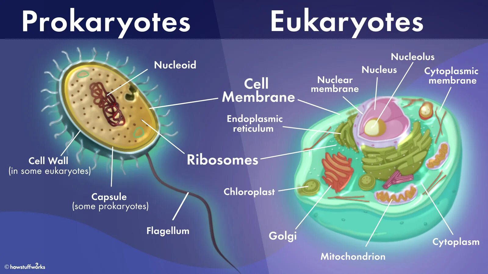 Прокариоты ядерные. Prokaryotic Cell and eukaryotic Cell. Клетка прокариот и вирус. Строение клетки. Строение прокариотической и эукариотической клеток.