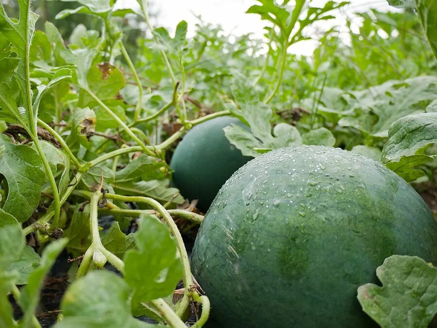 Арбуз на бахче. Дынная бахча. Citrullus lanatus. Бахча арбузы на огороде. Как посадить арбуз в домашних условиях