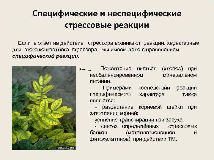 Физиологические факторы растений. Стресс факторы растений. От стресса для растений. Экологический стресс у растений. Физиологические факторы растений.