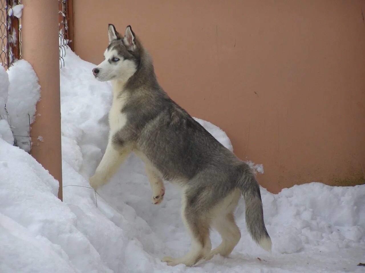 3 лайка. Хаски 4 месяца. Хаски 5 месяцев. Хаски 3 месяца. Лайка 3 месяца фото.