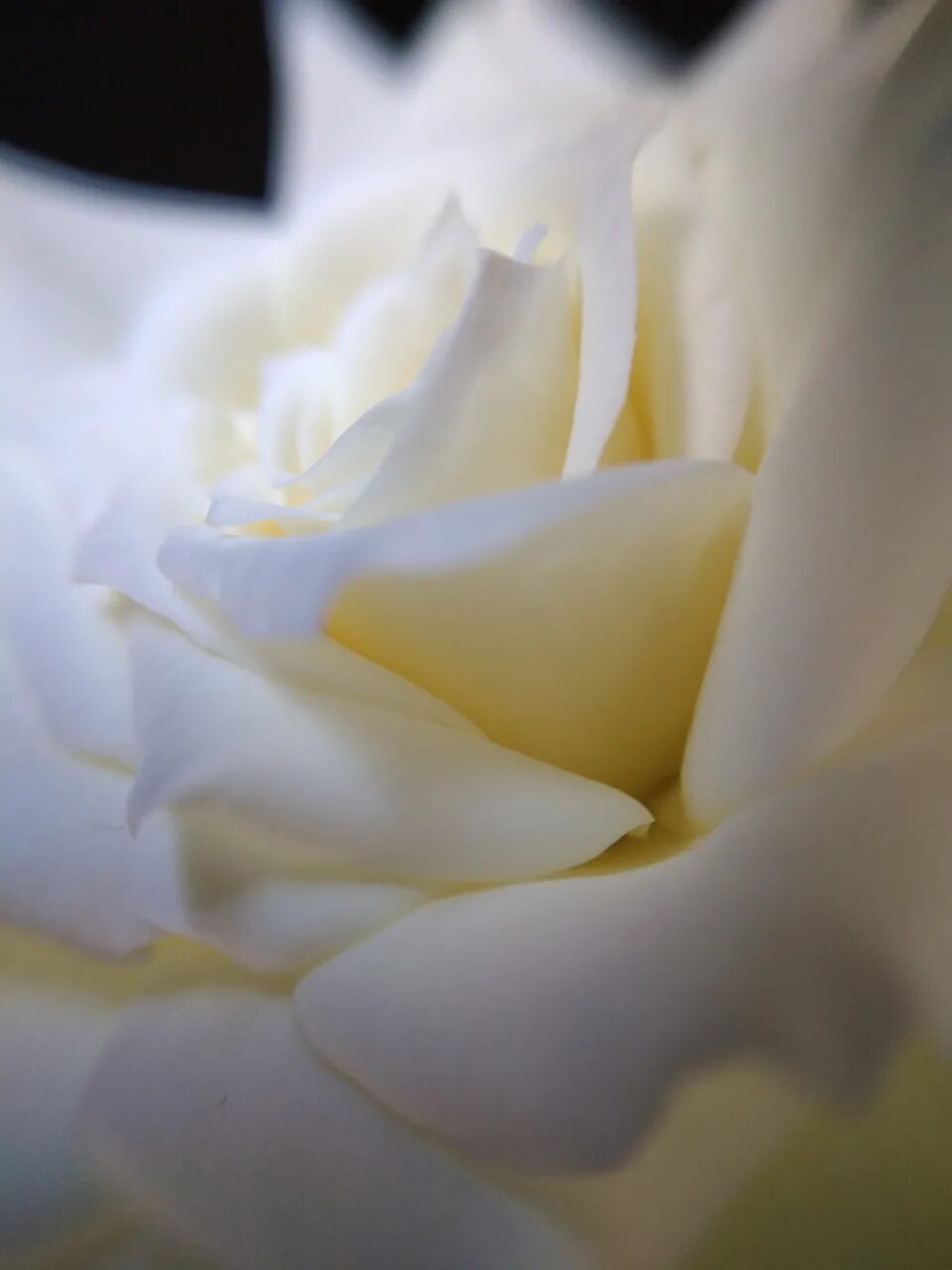 Лепестками белых роз. Лепестки белых роз. Розовые лепестки на белом. Лепестки белых роз фото. Blanche Rose.