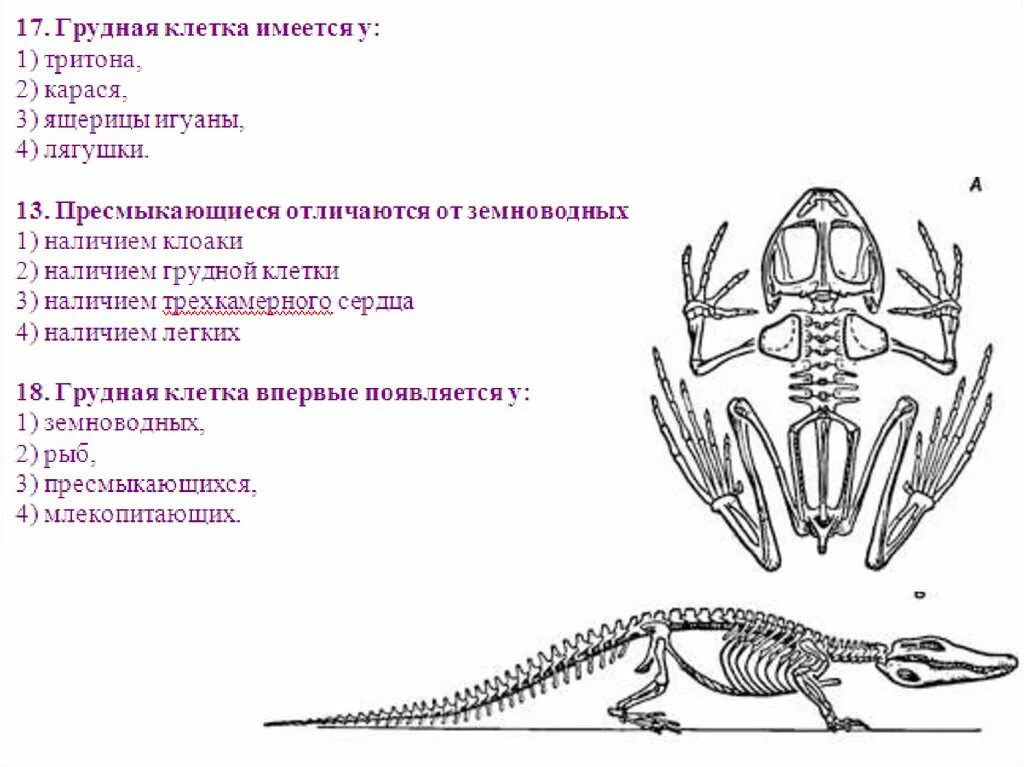 Симметрия тела земноводных и пресмыкающихся. Классификация пресмыкающихся. Скелет пресмыкающихся. Грудная клетка у земноводных или пресмыкающихся. Скелет земноводных и пресмыкающихся.