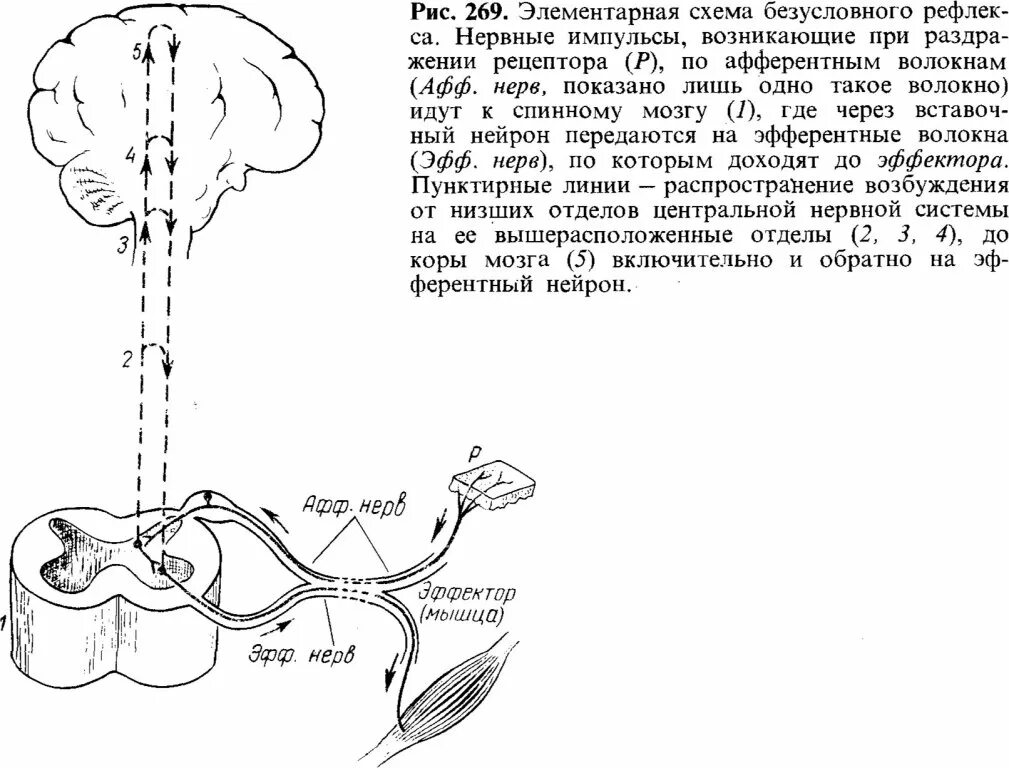 Роль безусловного рефлекса. Схема безусловного рефлекса. дуга безусловного рефлекса схема. схема организации безусловного рефлекса. схема рефлекторной дуги безусловного рефлекса.