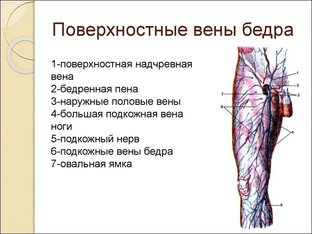В наружную подвздошную вену впадают