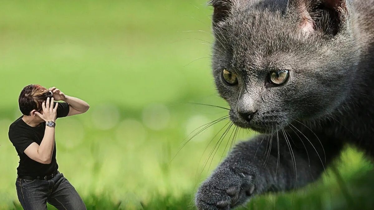 Нападение кота. Кошка нападает на человека. Коты нападают на людей. Кошка в атаке.