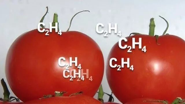 Химия томата. Химическая формула помидора. Химическая формула томатного сока. Химическая формула томата. Томат формула любви