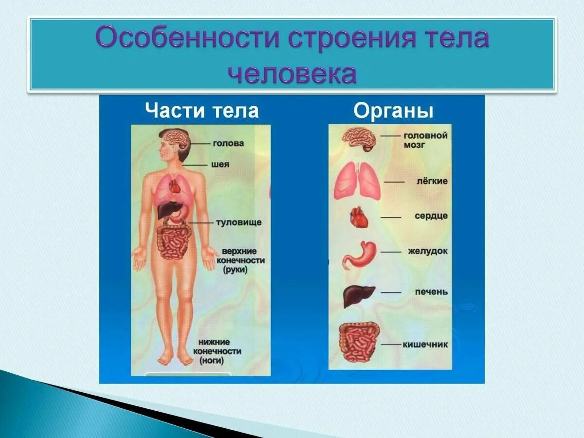 Характеристика органа человека