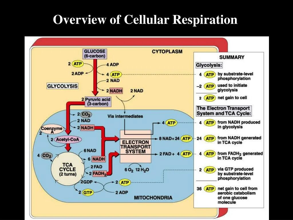 Carbohydrate metabolism. Metabolism scheme. Energy metabolism. Ferrum metabolism.