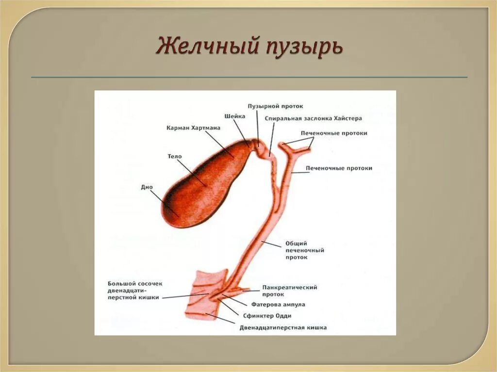 Где желчный пузырь у человека с какой