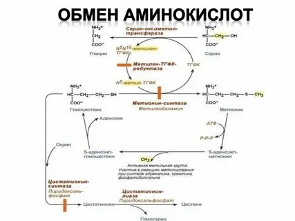 Биохимия белков в организме