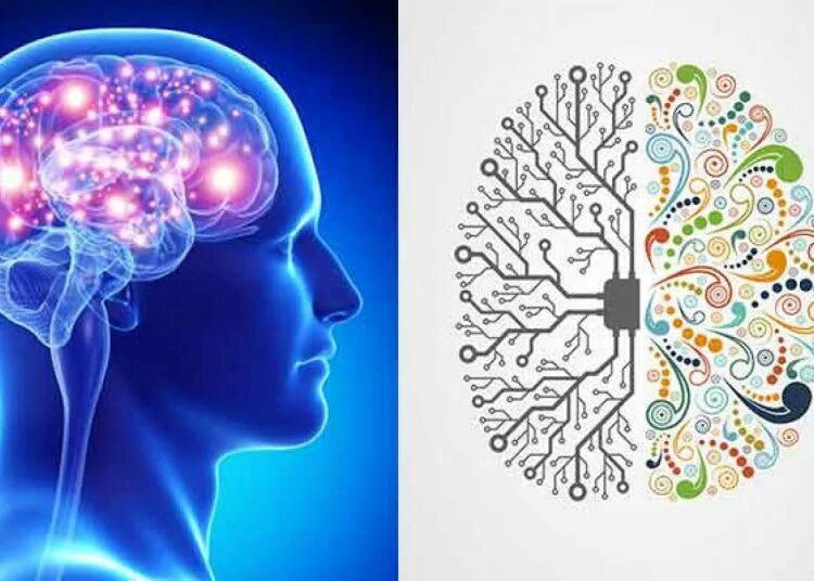 Мозг минимализм. Изображение мозга. Is your brains. Is your brains. Is your brains.