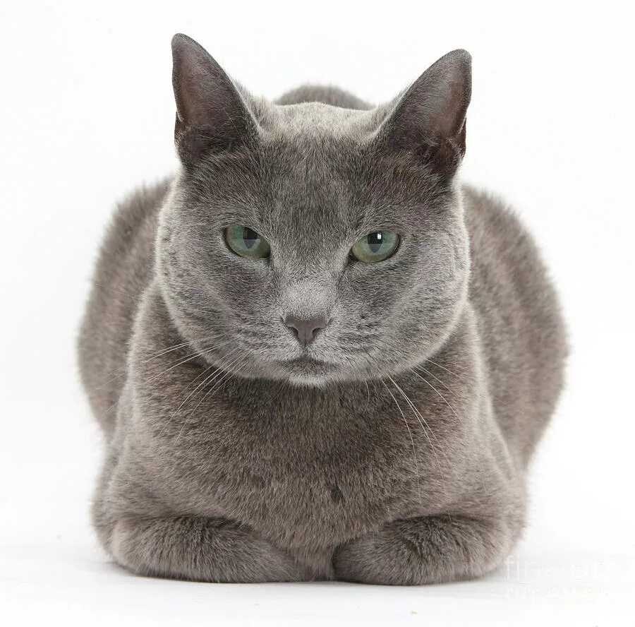 Рассмотрите фотографию кошки породы британская. Британская короткошёрстная кошка шартрез. Скоттиш шартрез. Картезианская кошка шартрез. Шартрез кот полосатый.