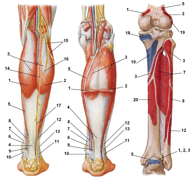 Что делает нижняя конечность. Анатомия мышц и сухожилий голени. Икроножная мышца голени. Мышцы голени анатомия человека. Икроножная мышца анатомия связок.