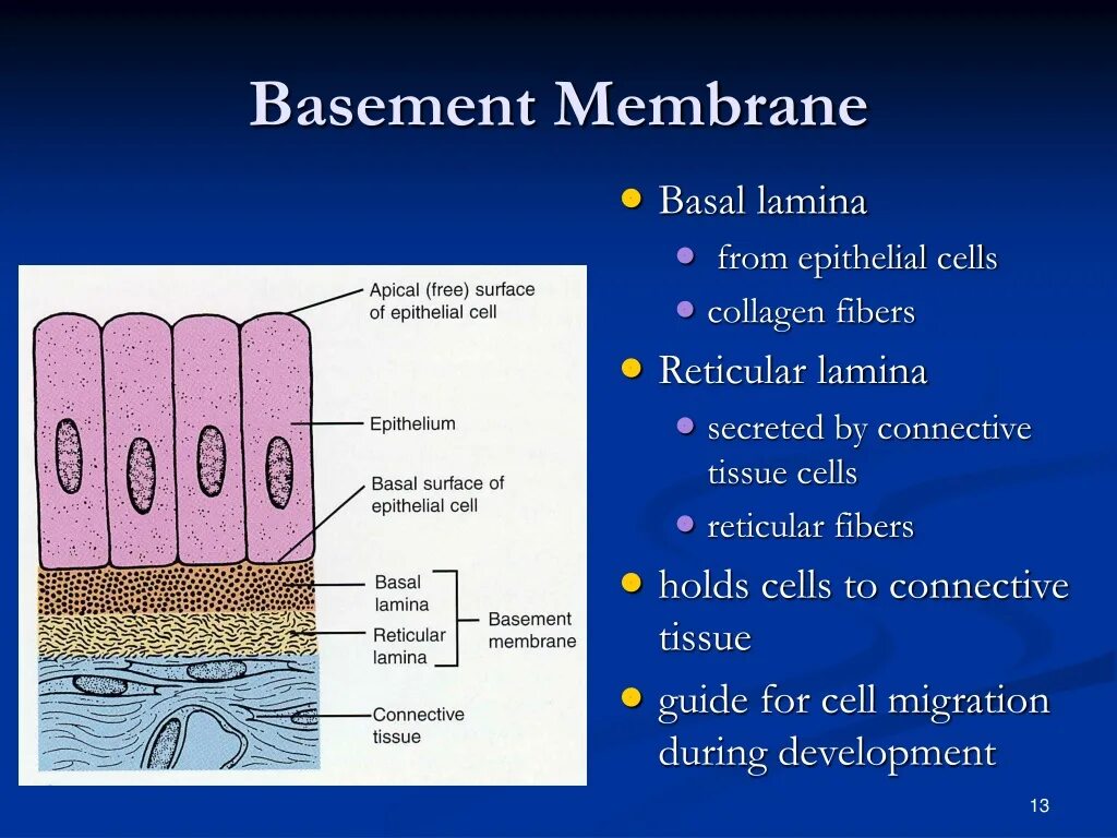 Membrane перевод. Basal membrane. basement membrane. basal lamina membrane epithelial cell. the structure of the basement membrane.
