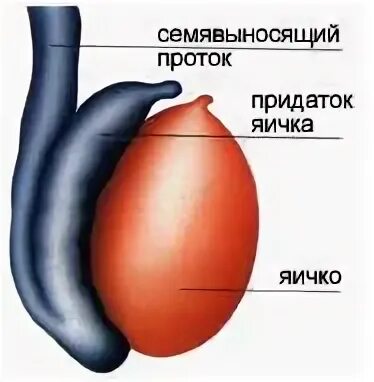 Мужская половая железа семенник. Проток придатка яичка.