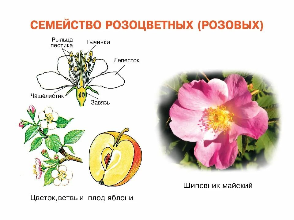 Семейства покрытосеменных растений Розоцветные. Размножение розоцветных растений. Строение цветка семейства розоцветных. Семейство Розоцветные размножение.
