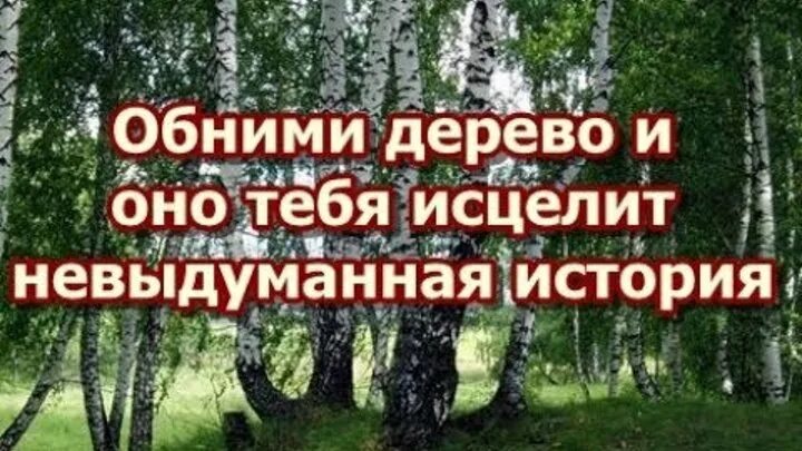 Деревья доноры. Деревья доноры и деревья вампиры. Деревья доноры и деревья вампиры по знакам зодиака. Лечебная сила деревьев.