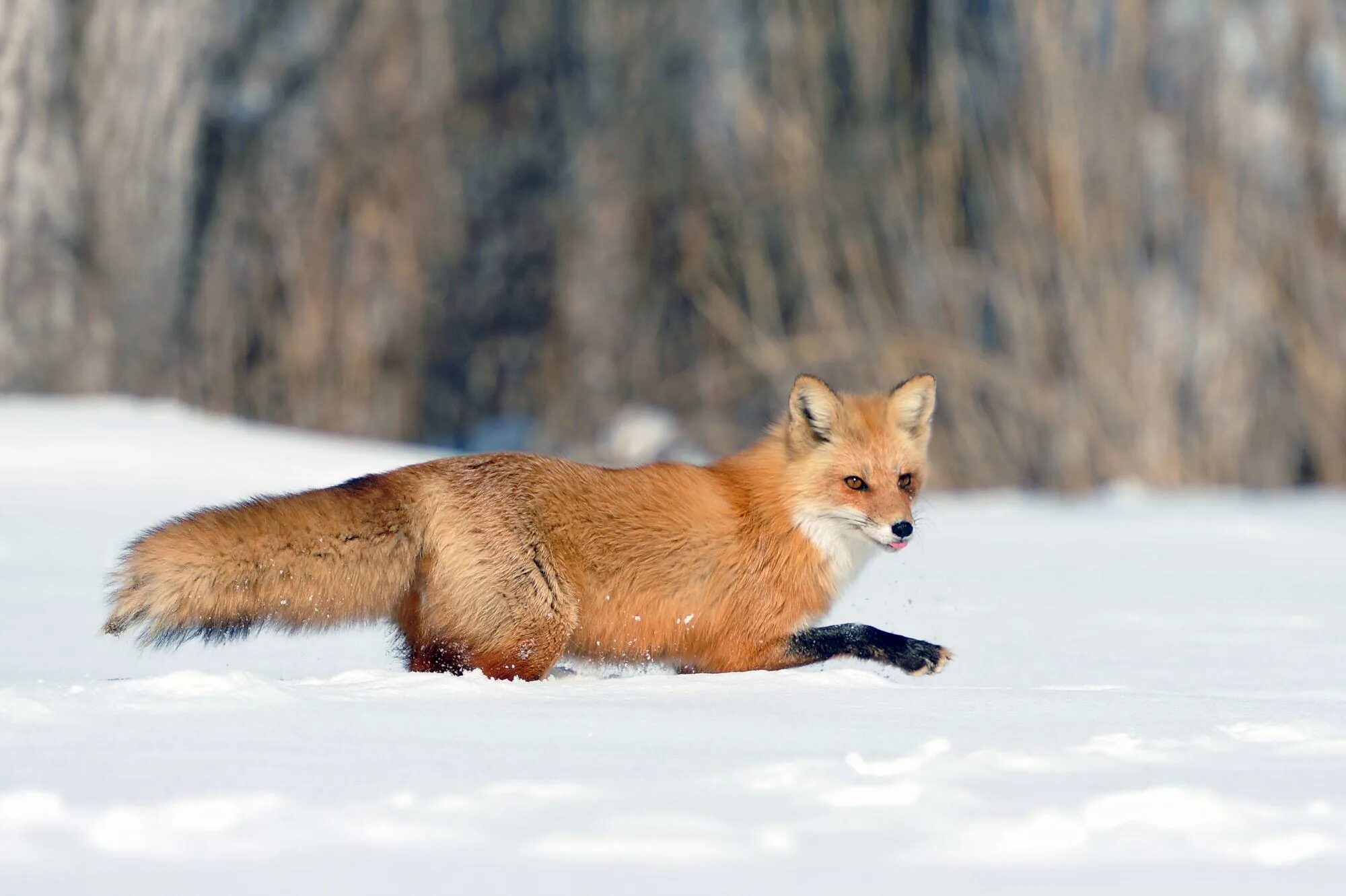 Хвойная лиса. Канадская лисица. Канадская лиса. Лисы в Чехии. Canadian Fox BTD.