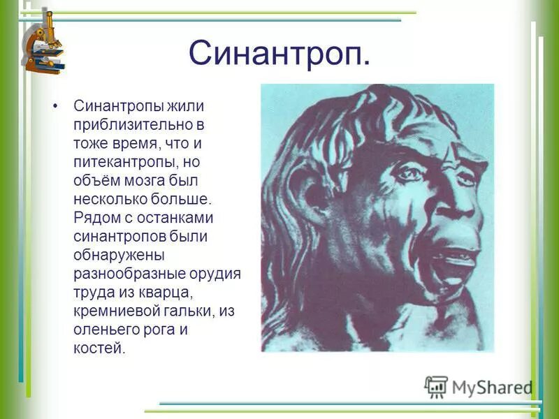 Синантроп образ жизни таблица. Синантроп хронологический Возраст.