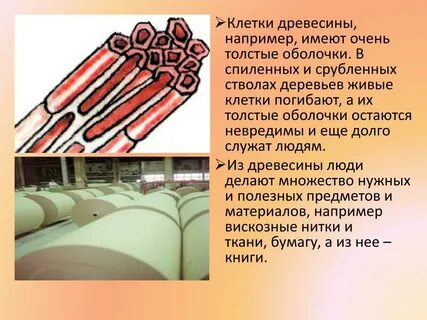 Клетки живые или мертвые какая ткань