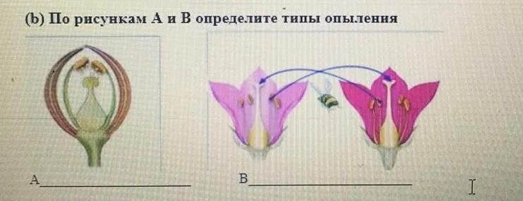 Соответствие между растениями и их типами опыления. Опыление и оплодотворение растений 6 класс биология. Опыление оплодотворение 6 класс. Соответствие между растениями и их типами опыления. Соответствие между растениями и их типами опыления.