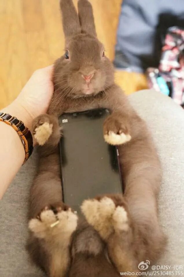 Rabbit live