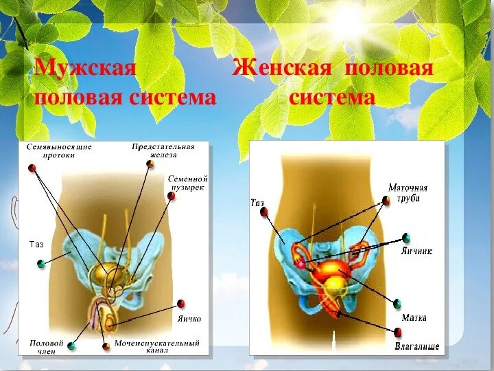 Уроки половой орган. Мужская и женская половая система биология 8 класс. Женская половая система биология 8 класс. Строение женской половой системы биология 8 класс. Строение мужской половой системы человека.