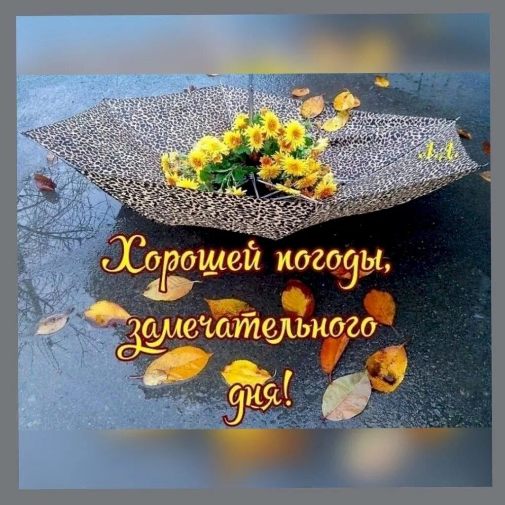 Несмотря на дождливую погоду: найдено 87 изображений