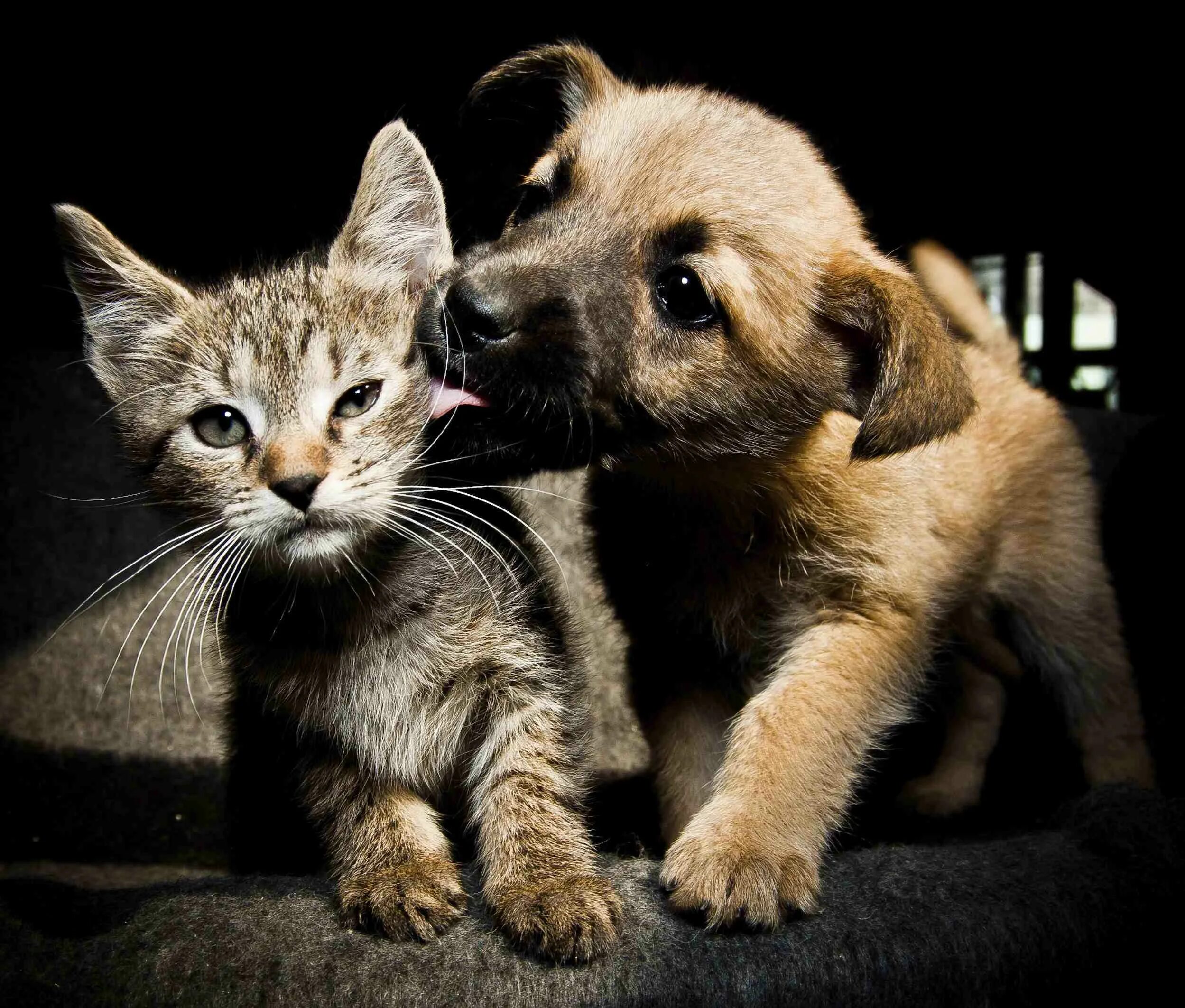 Кошки и собаки. Щенок и котенок. Киски и собачки. Любимые животные.
