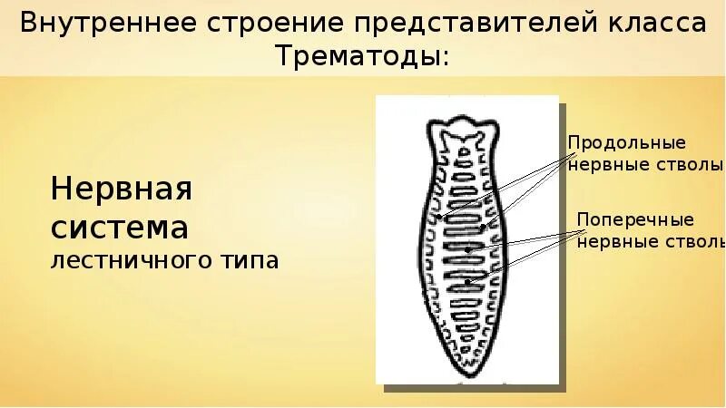 Нервная система лестничного типа черви. Нервная система сосальщиков червей. нервная система сосальщиков плоских червей. класс сосальщики черви нервная система. строение нервной системы трематод.