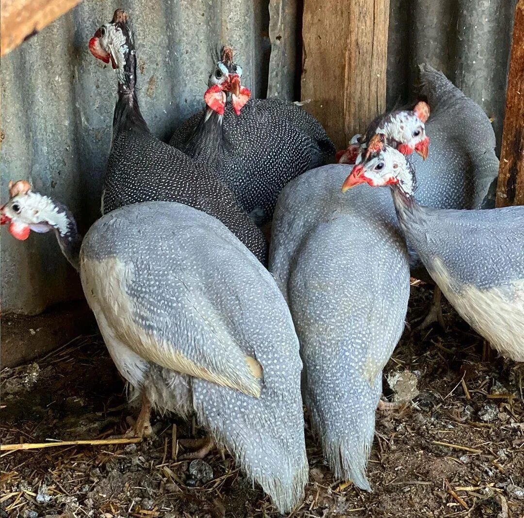Цесарята птенцы бройлерная. Цесарка бройлер. Цесарки разведение и содержание. Цесарки в вольере. Цесарки разведение и содержание.