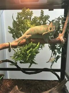 Космозоо