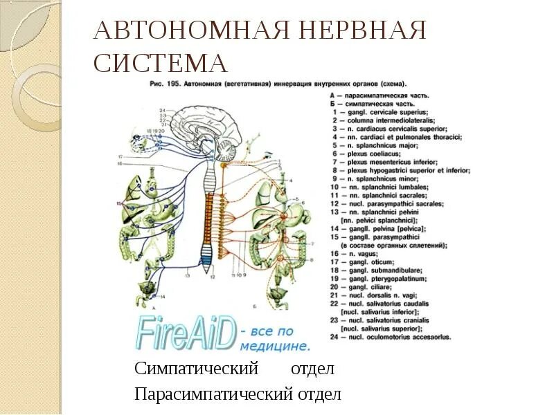 Автономная нервная система регулирует функции. Автономная нервная система. автономная нервная система схема. периферический отдел вегетативной нервной системы. autonomous nervous system.