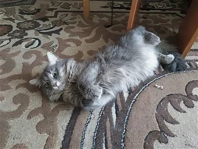 Коты екатерины 2