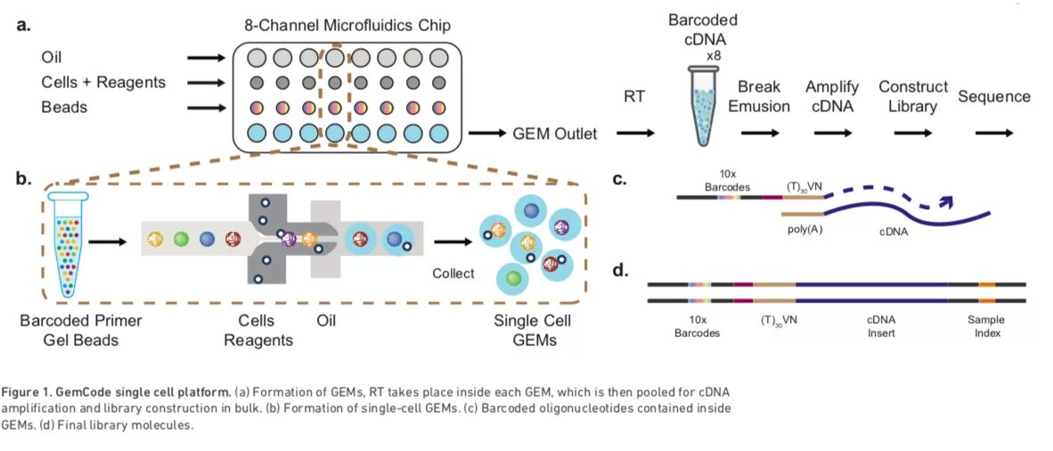 Single cell. Single Cell секвенирование. 10x Genomics. Схема проведения RNA-seq. Single Cell RNA секвенатор.