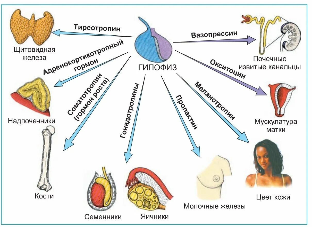 Роль и функция гормонов. Гормоны гипофиза и их функции. Гипофиз схема действия гормонов. Схема гормоны гипофиза аденогипофиза. Гормоны вырабатываемые гипофизом и их функции.