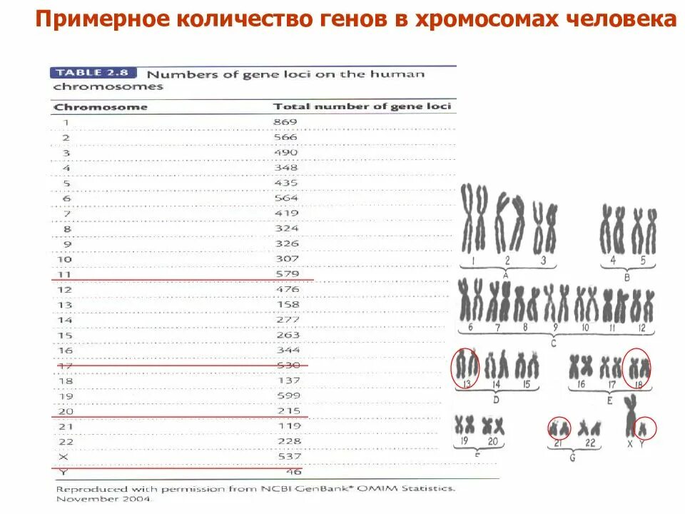 Сколько генов у мужчин