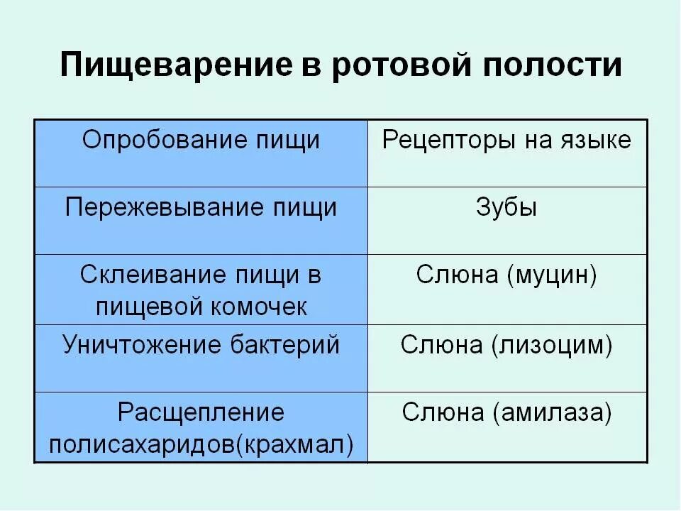 Этапы пищеварительной схемы. Функции ротовой полости в процессе пищеварения. Таблица по биологии 8 класс пищеварение в ротовой полости. Пищеварение в ротоылй ролрсти.