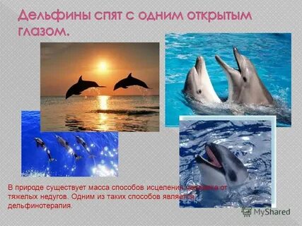Сон дельфин