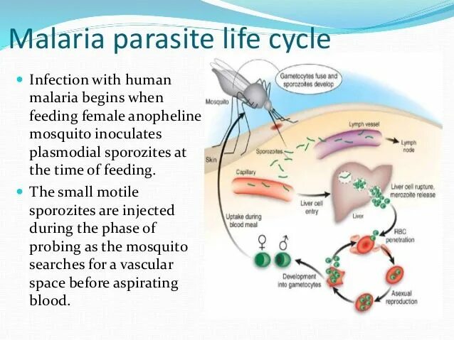 Дерево малярия. Malaria Life Cycle. Plasmodium berghei жизненный цикл. Malaria жизненный цикл.